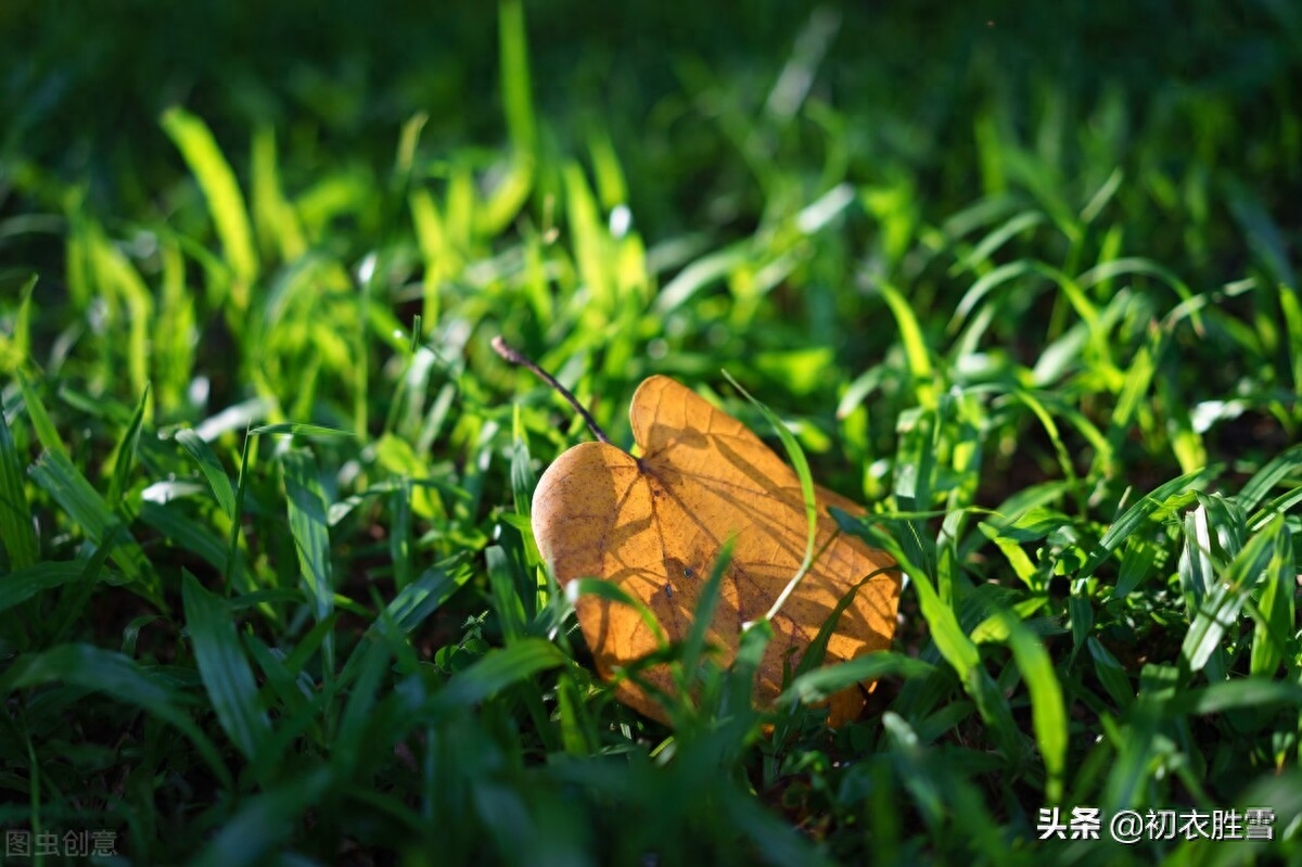 ​唯美秋草古诗词六首（年年陌上生秋草，日日楼中到夕阳）