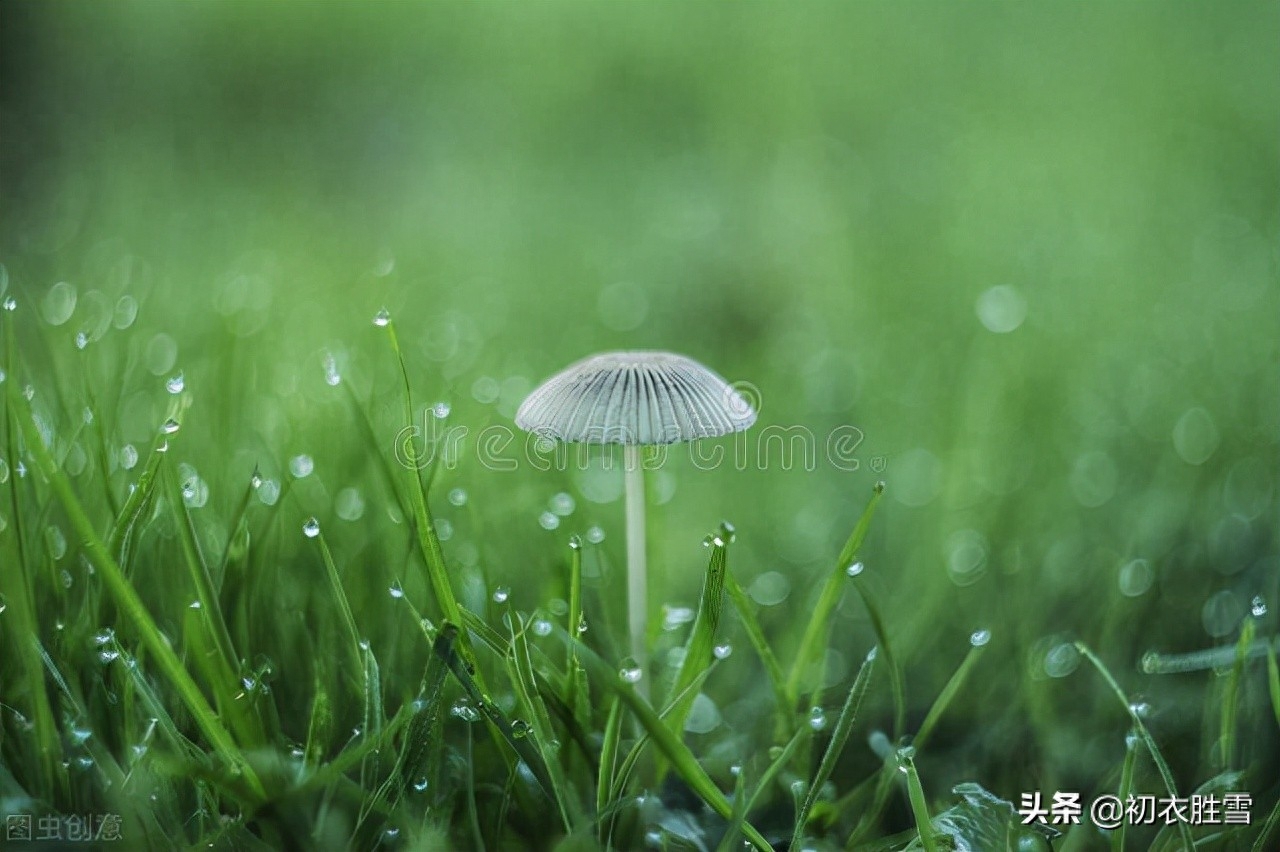 ​唯美秋草古诗词六首（年年陌上生秋草，日日楼中到夕阳）