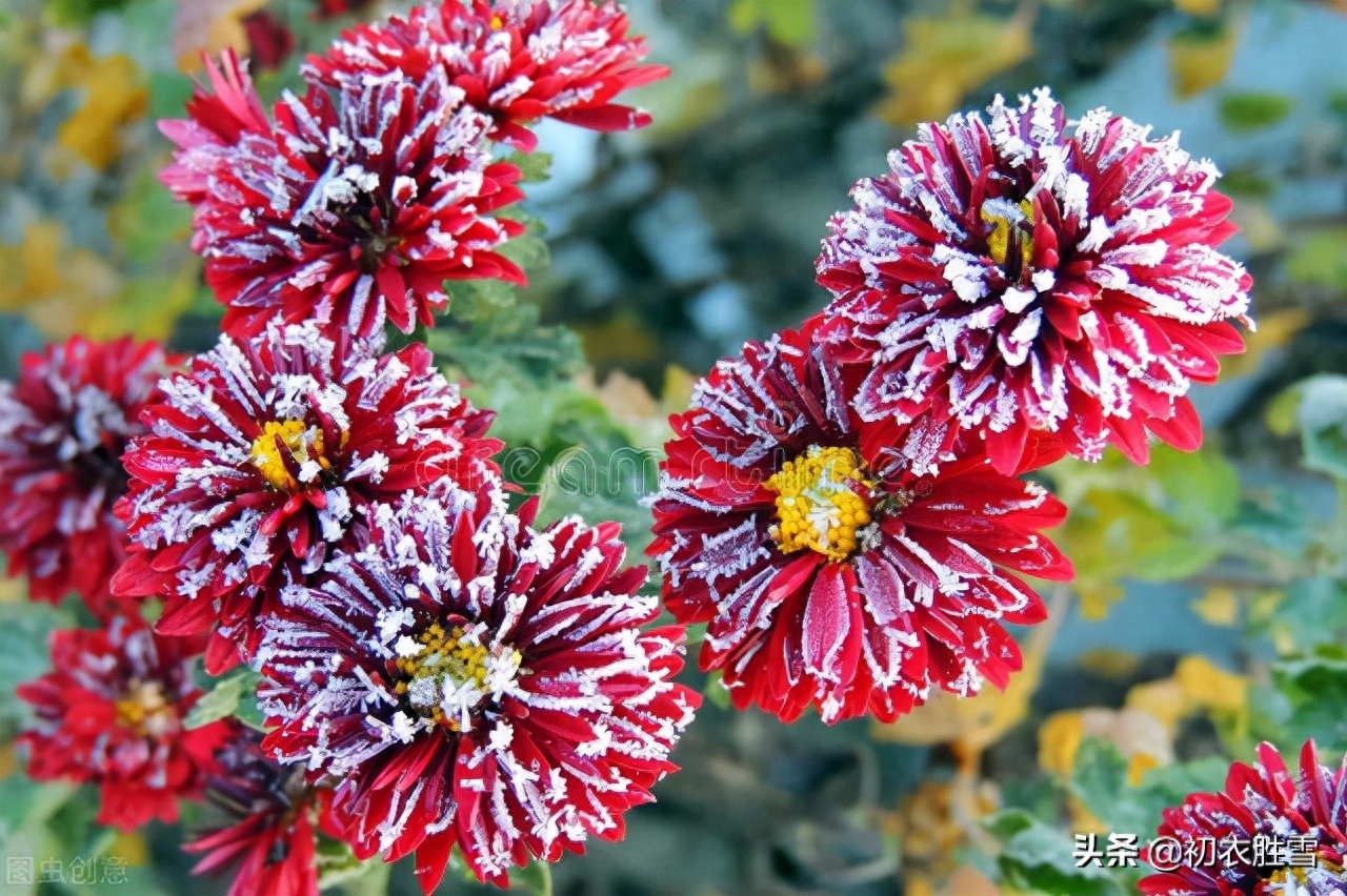 ​霜降节气霜菊八首诗词（熠熠溪边野菊香，金华千点晓霜凝）