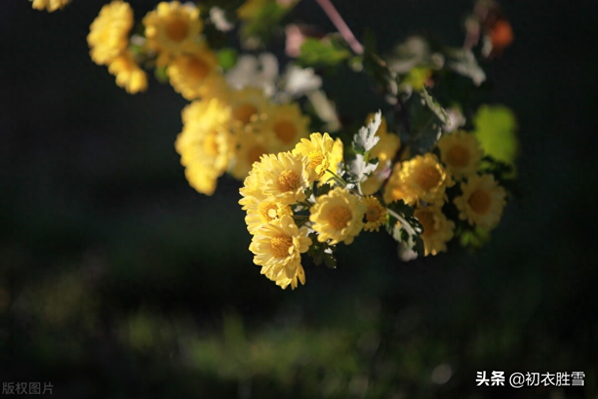 ​霜降节气霜菊八首诗词（熠熠溪边野菊香，金华千点晓霜凝）