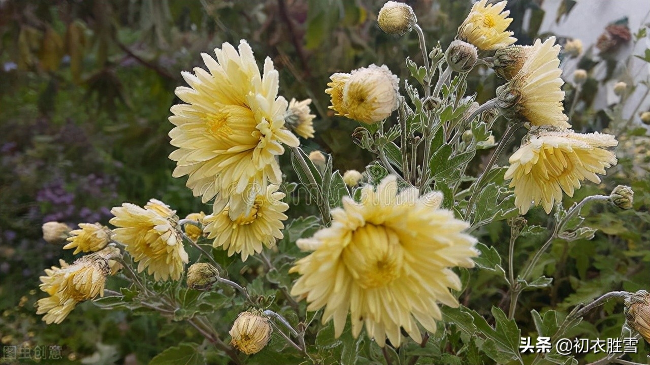 ​霜降节气霜菊八首诗词（熠熠溪边野菊香，金华千点晓霜凝）