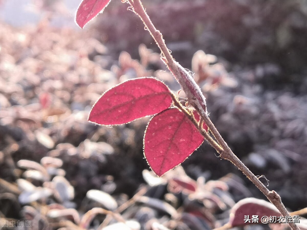 霜降节气诗词四首赏析（霜降水痕收，浅碧鳞鳞露远洲）