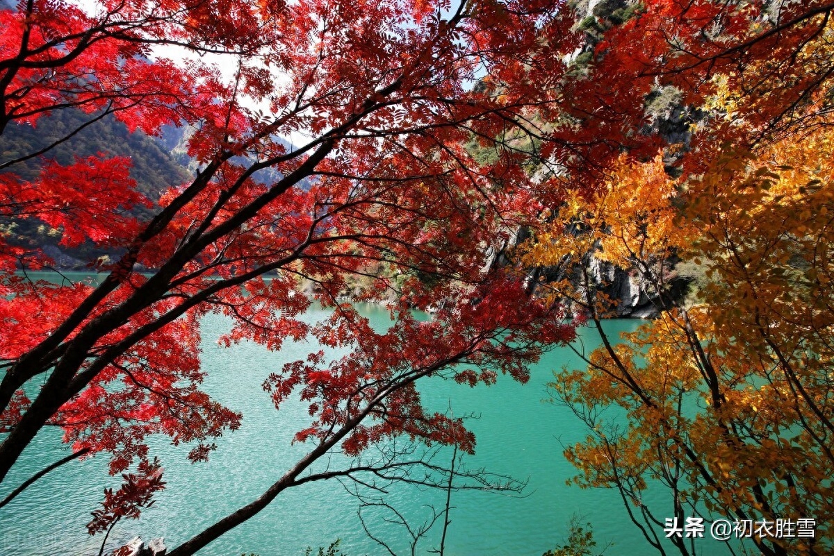 霜降节气霜叶四首古诗词（三秋岸雪花初白，一夜林霜叶尽红）