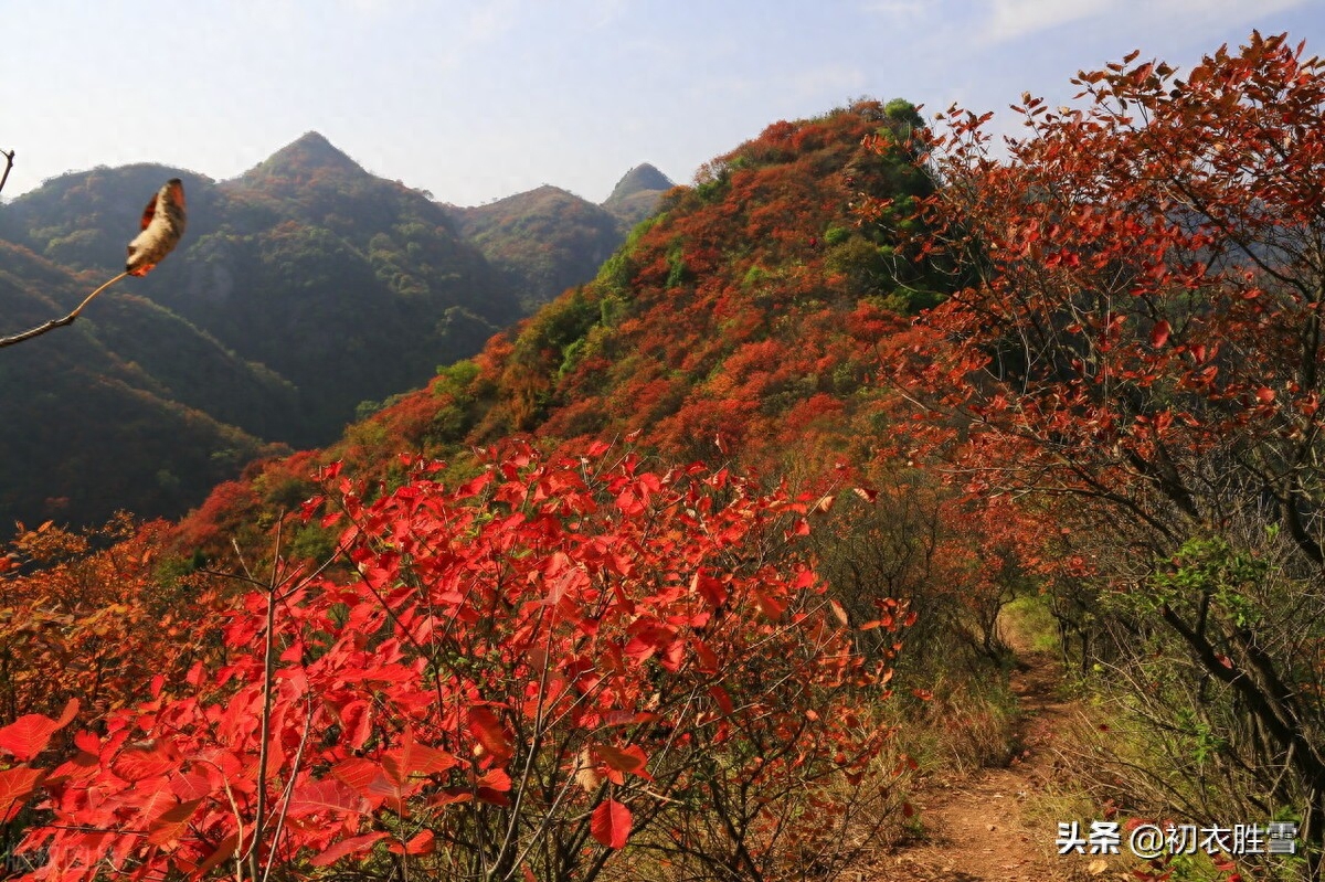 霜降节气霜叶四首古诗词（三秋岸雪花初白，一夜林霜叶尽红）