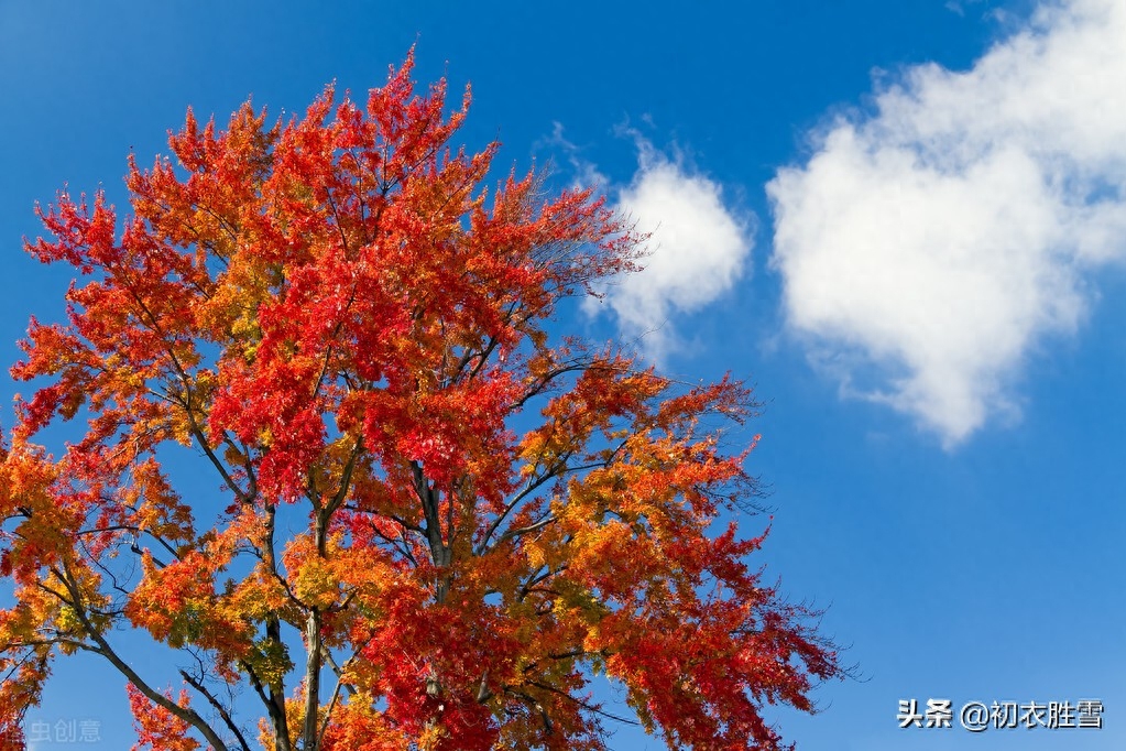 霜降节气霜叶四首古诗词（三秋岸雪花初白，一夜林霜叶尽红）