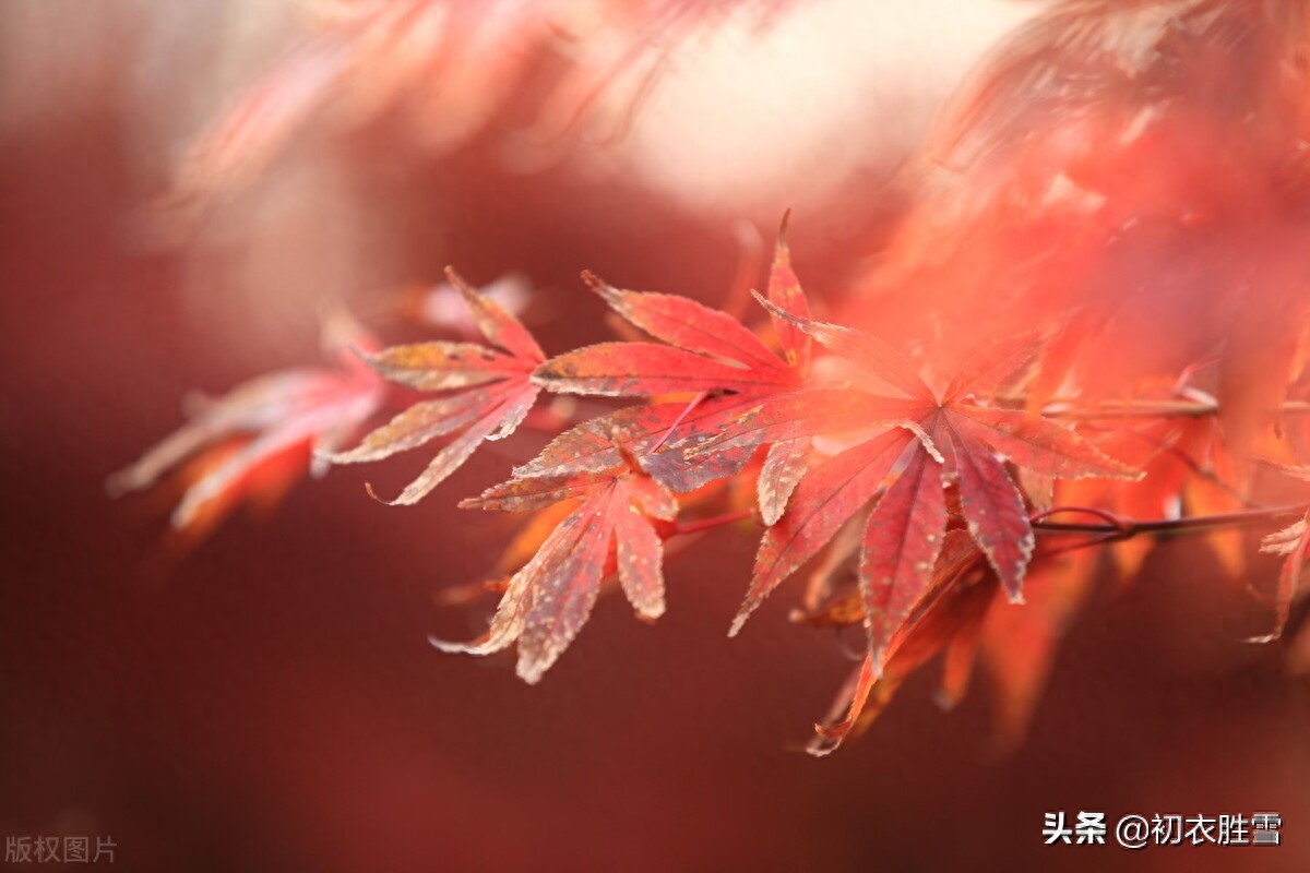 霜降节气霜叶四首古诗词（三秋岸雪花初白，一夜林霜叶尽红）