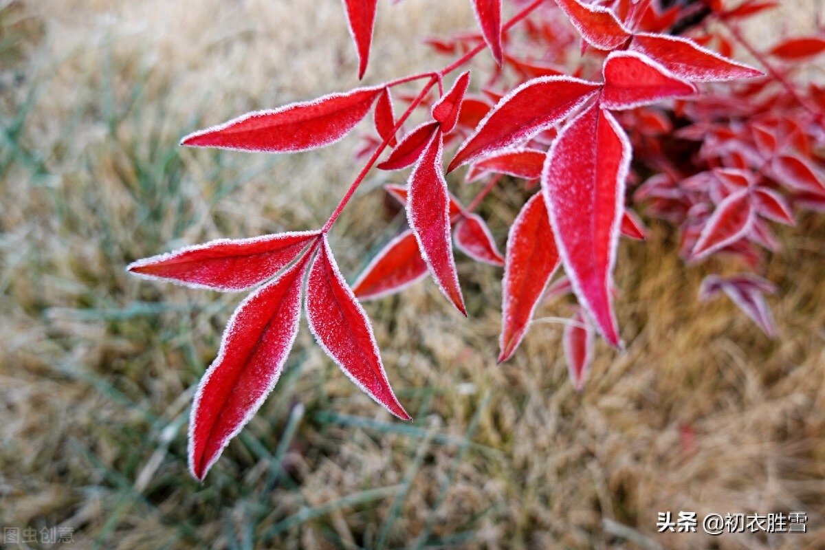 霜降节气霜叶四首古诗词（三秋岸雪花初白，一夜林霜叶尽红）