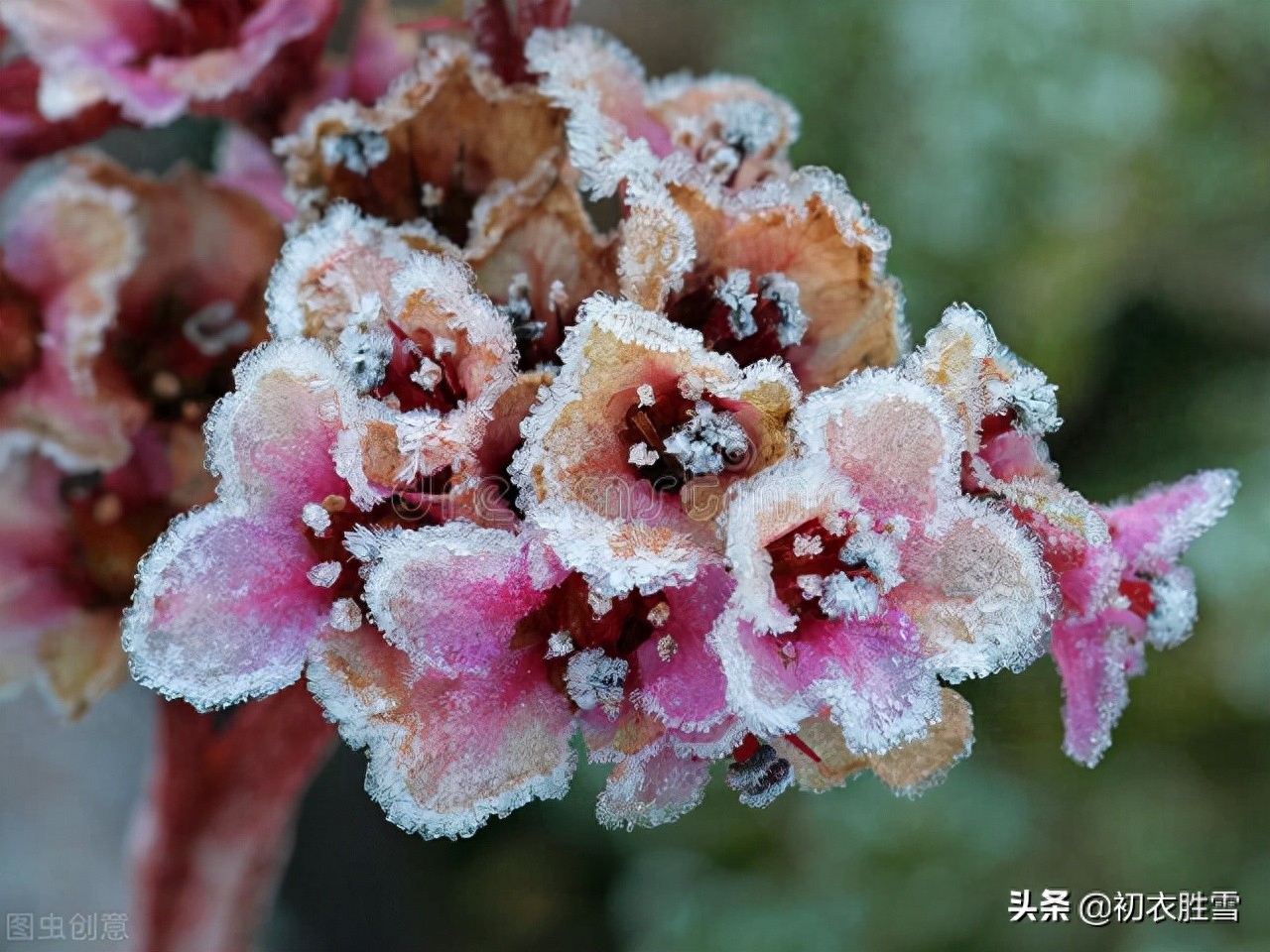 二十四节气霜降诗词四首（霜降天宇晶，极目万山横）