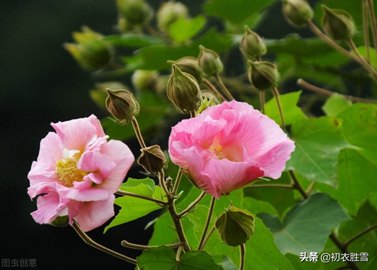 霜降节气之花木芙蓉五首（唤作拒霜知未称，细思却是最宜霜）