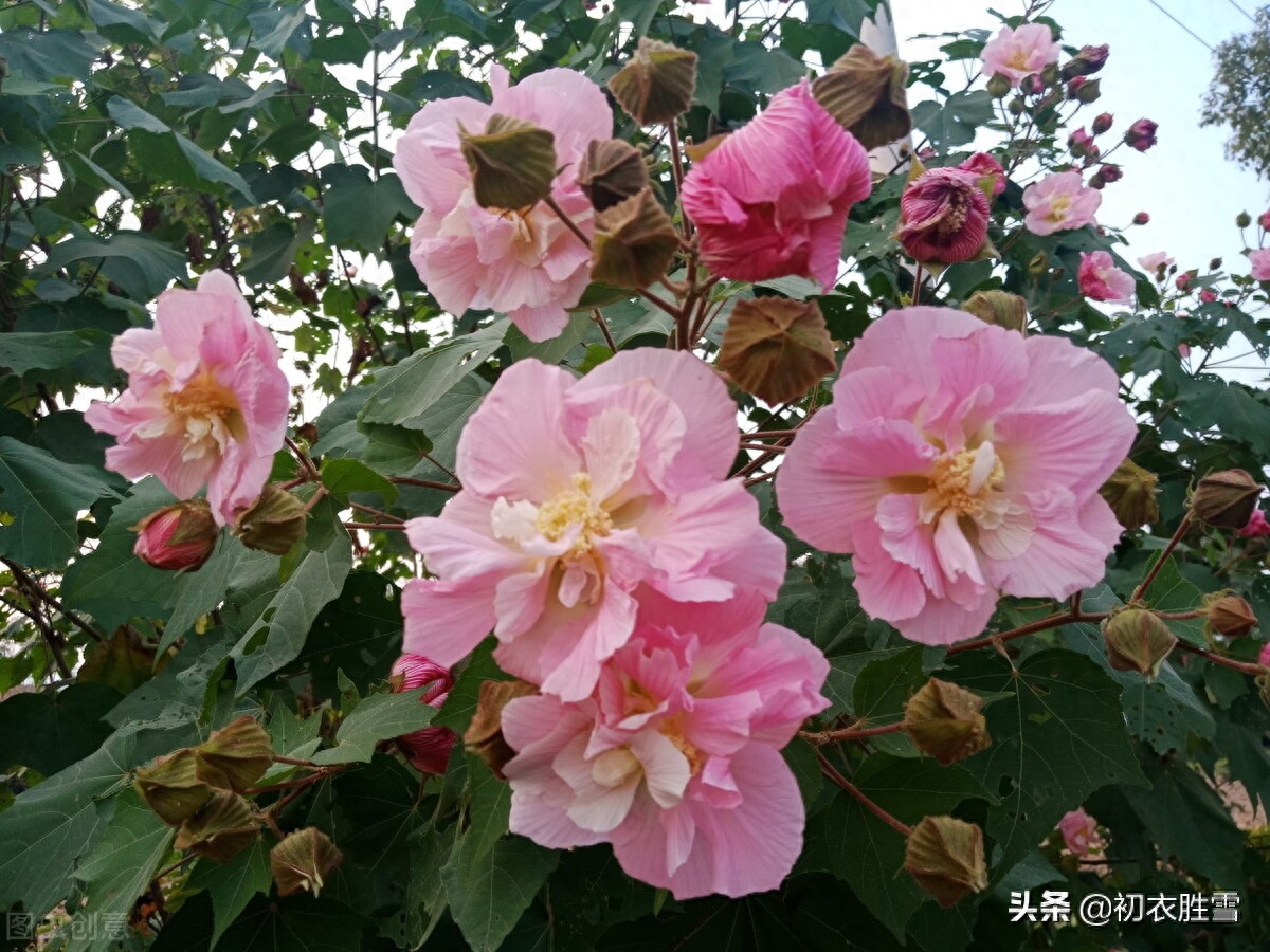 霜降节气之花木芙蓉五首（唤作拒霜知未称，细思却是最宜霜）