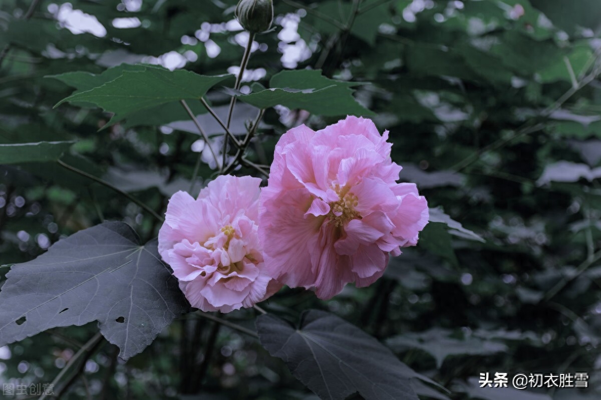 霜降节气之花木芙蓉五首（唤作拒霜知未称，细思却是最宜霜）