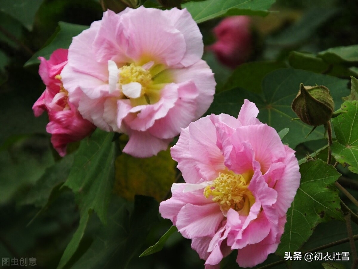 霜降节气之花木芙蓉五首（唤作拒霜知未称，细思却是最宜霜）