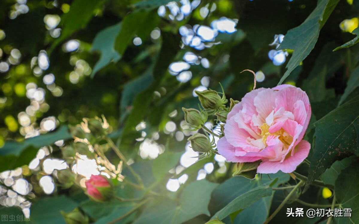 霜降节气之花木芙蓉五首（唤作拒霜知未称，细思却是最宜霜）