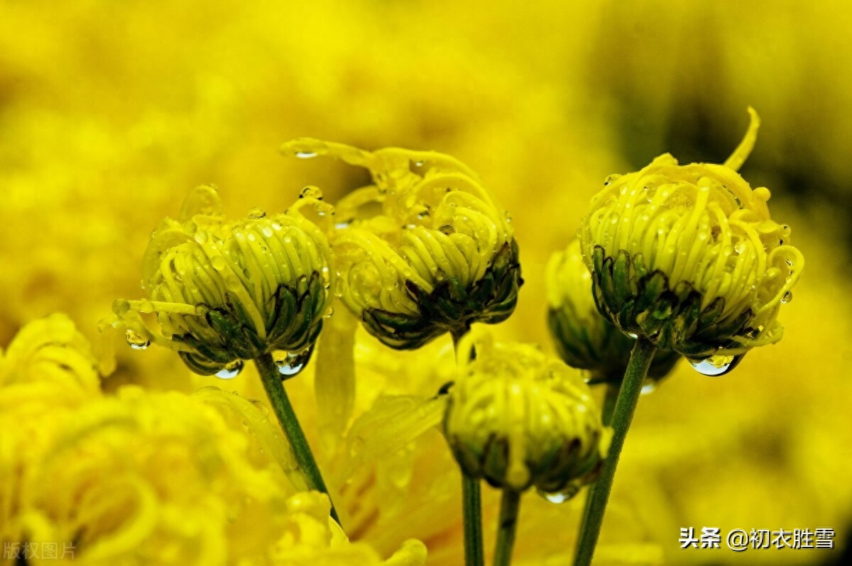 风雨菊花诗词四首赏析（寒枝带雨开仍艳，晚节凌霜赏未迟）