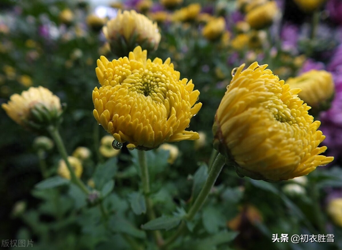 风雨菊花诗词四首赏析（寒枝带雨开仍艳，晚节凌霜赏未迟）