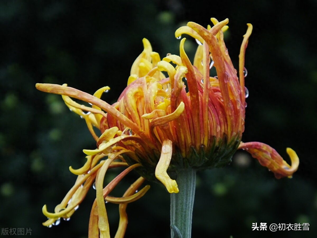 风雨菊花诗词四首赏析（寒枝带雨开仍艳，晚节凌霜赏未迟）