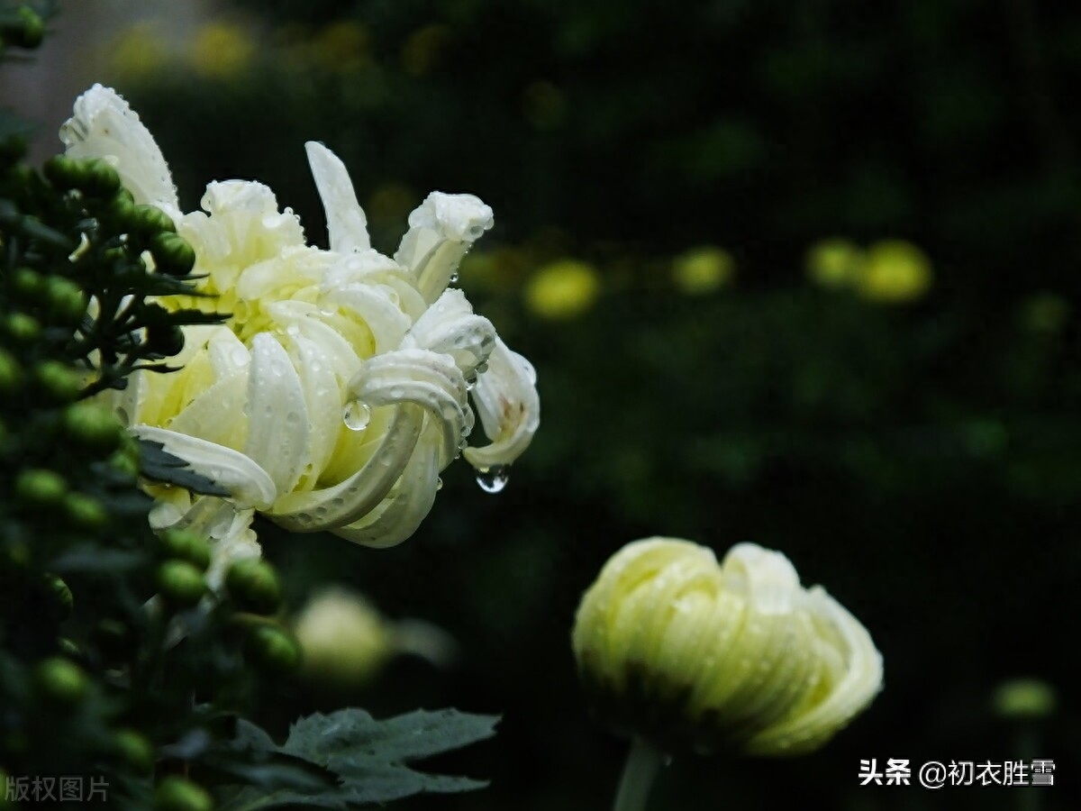 风雨菊花诗词四首赏析（寒枝带雨开仍艳，晚节凌霜赏未迟）