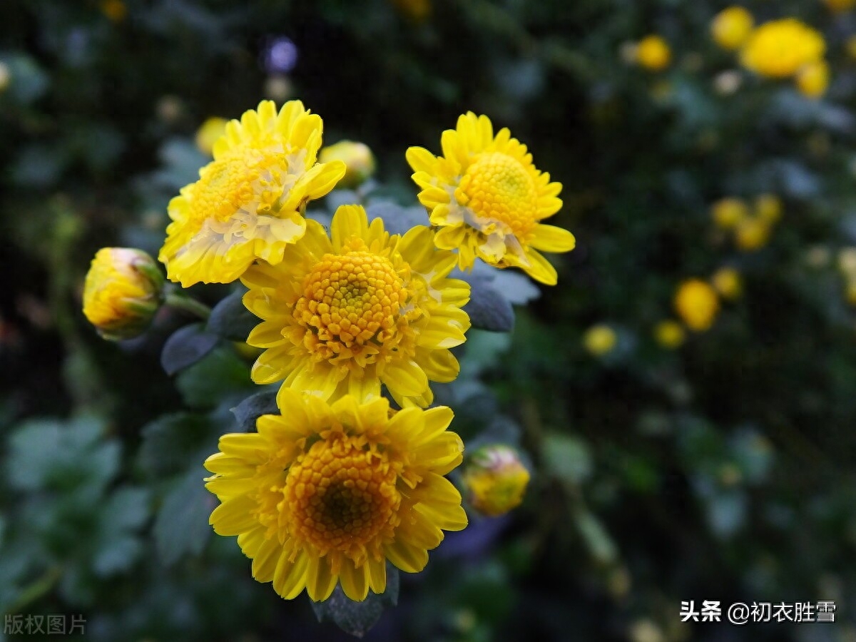 风雨菊花诗词四首赏析（寒枝带雨开仍艳，晚节凌霜赏未迟）