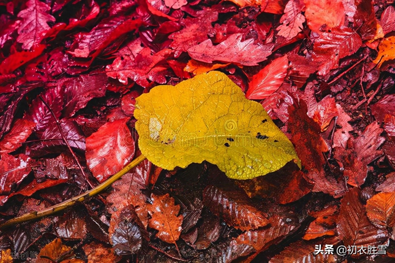 晚秋霏霏秋雨美诗七首（唤作蒙蒙二月初，小窗灯火对唐诗）