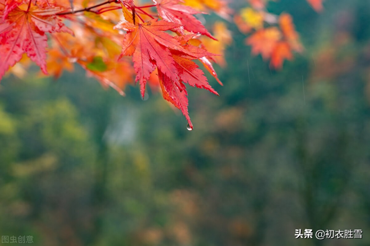 晚秋霏霏秋雨美诗七首（唤作蒙蒙二月初，小窗灯火对唐诗）