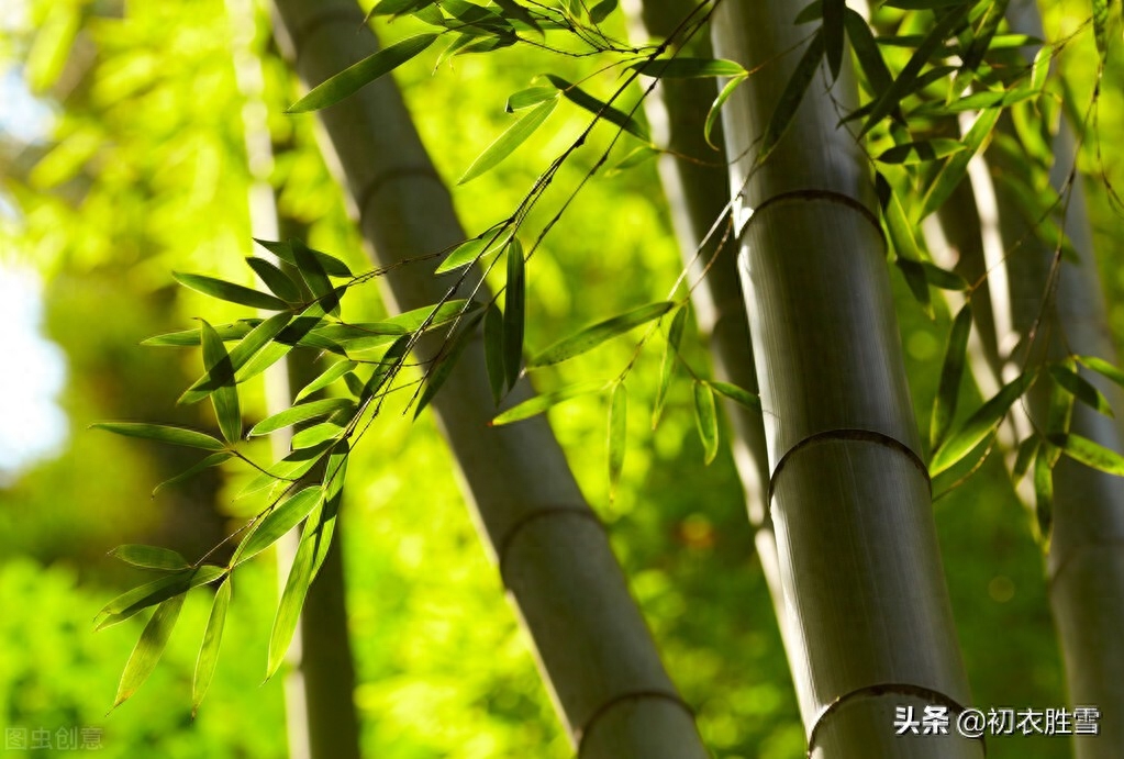 秋竹美诗七首鉴赏（有节秋竹竿，苍苍劲节奇）