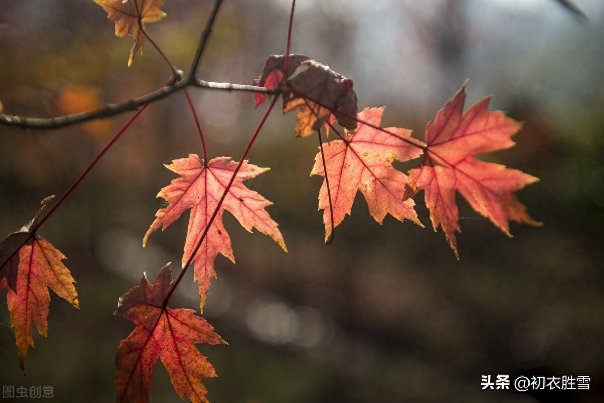 红叶诗词古句大全（王国维红叶秋词三首）