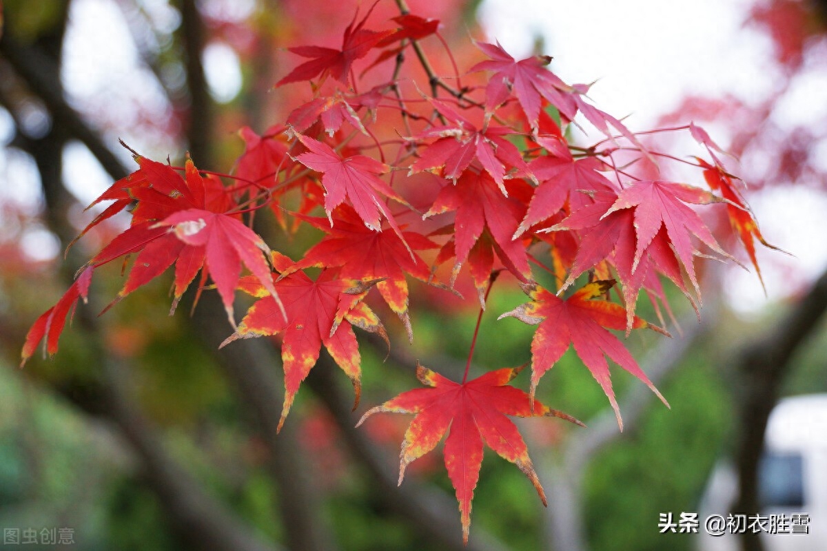 红叶诗词古句大全（王国维红叶秋词三首）