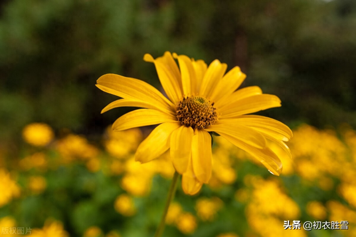 菊花唯美诗词有哪些（五首秋雨菊花美诗）