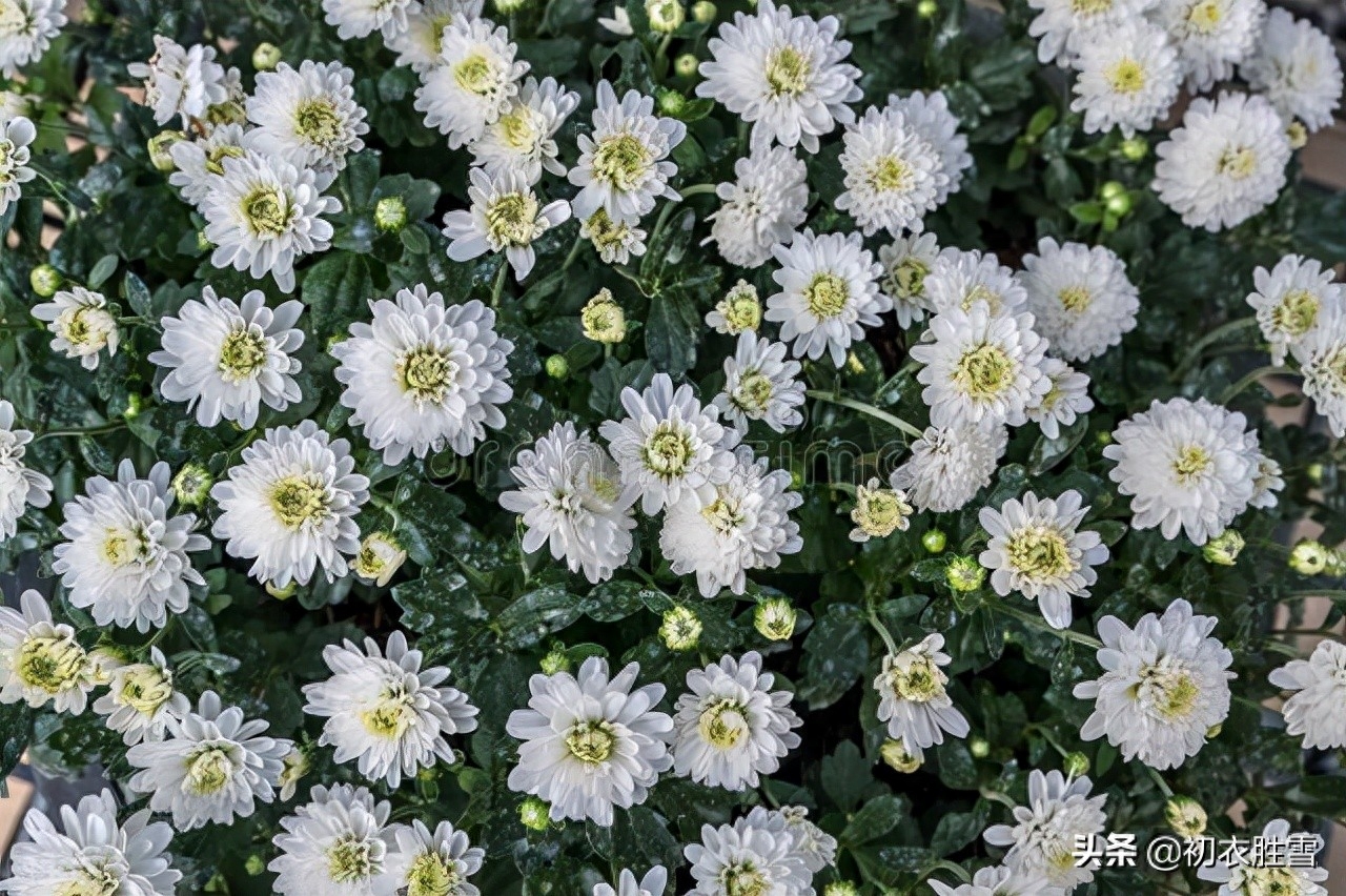 晚秋白菊美诗七首（此生只是偿诗债，白菊开时最不眠）