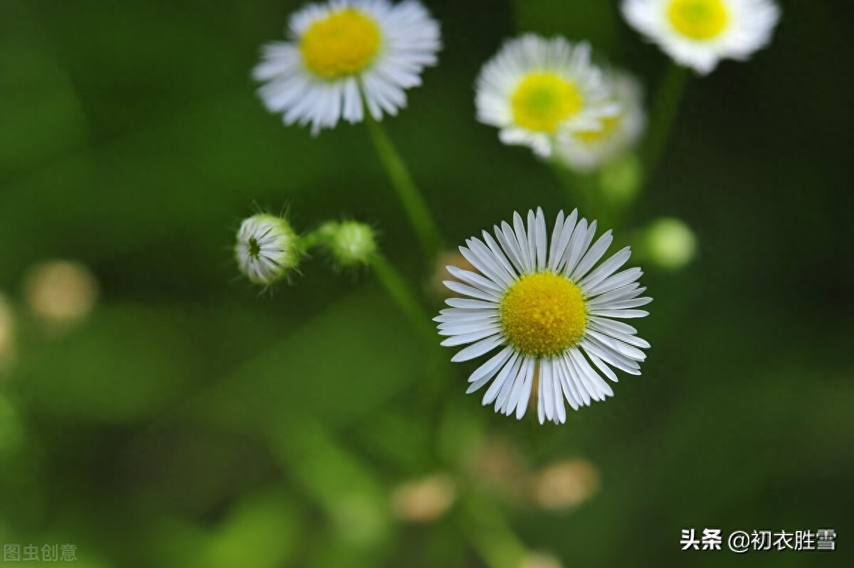 晚秋白菊美诗七首（此生只是偿诗债，白菊开时最不眠）