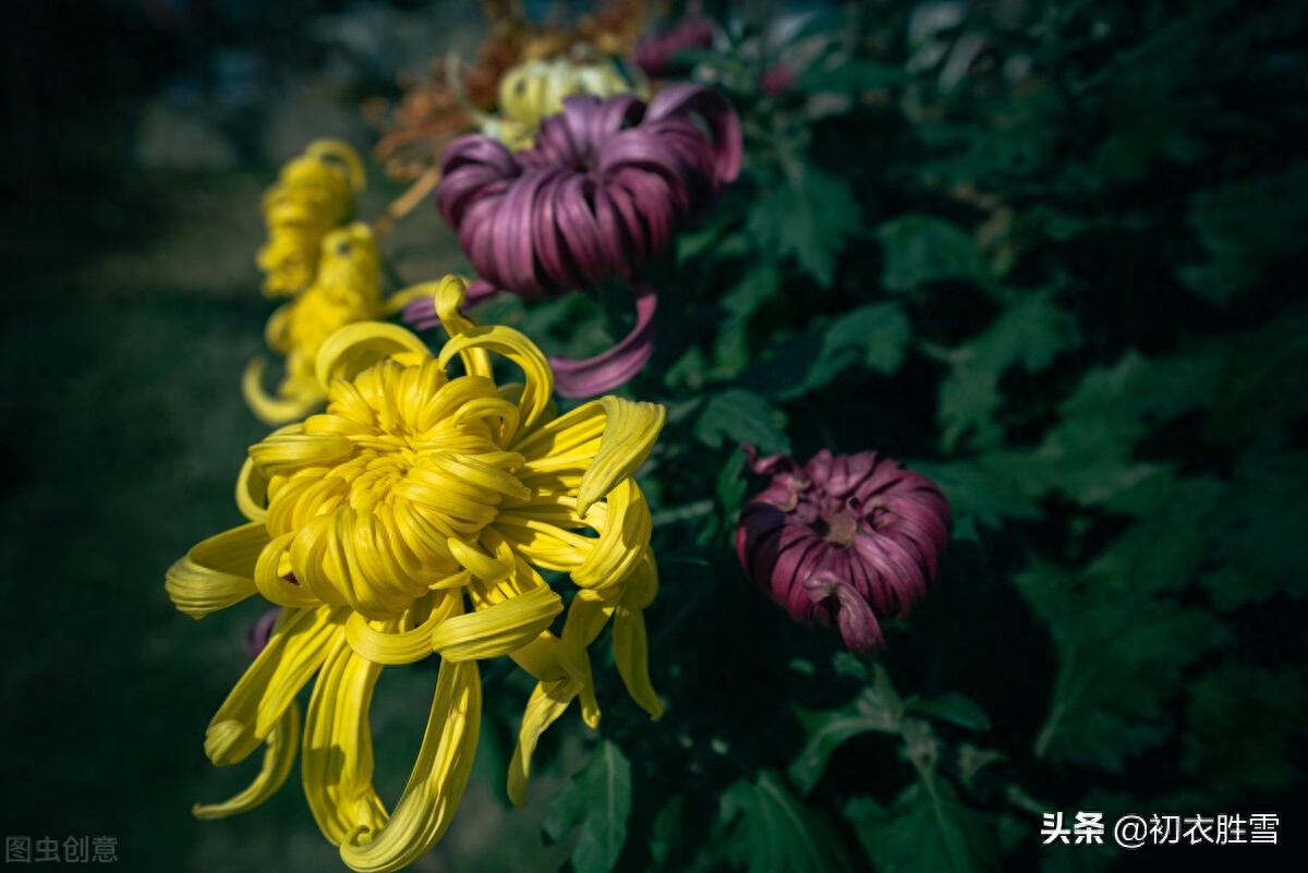 重阳节老人节诗词六首（白日明朝依旧在，黄花非晚是重阳）