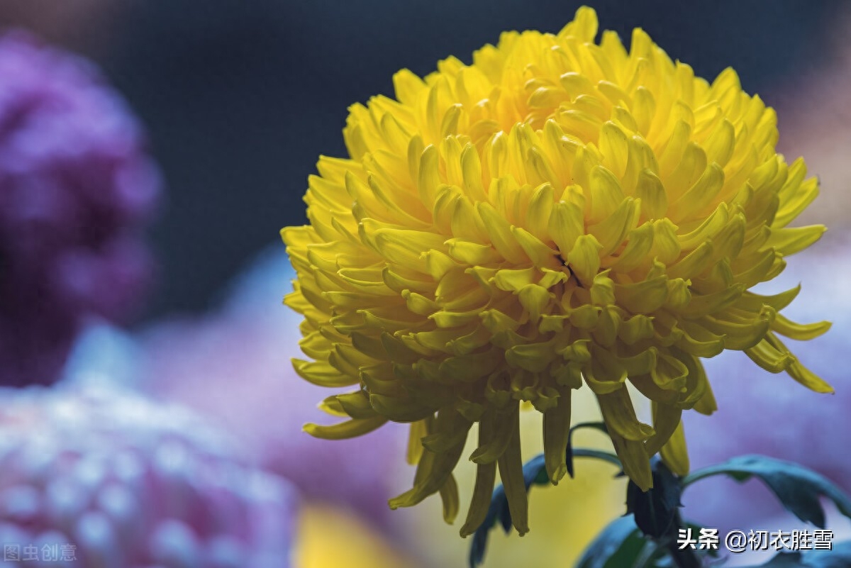 重阳节老人节诗词六首（白日明朝依旧在，黄花非晚是重阳）