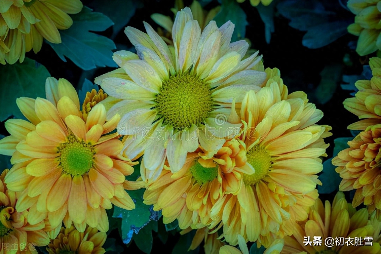 重阳节老人节诗词六首（白日明朝依旧在，黄花非晚是重阳）