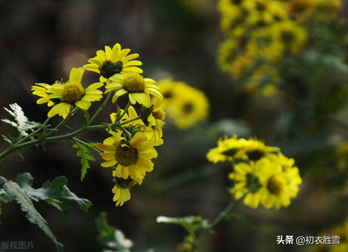 重阳节老人节诗词六首（白日明朝依旧在，黄花非晚是重阳）