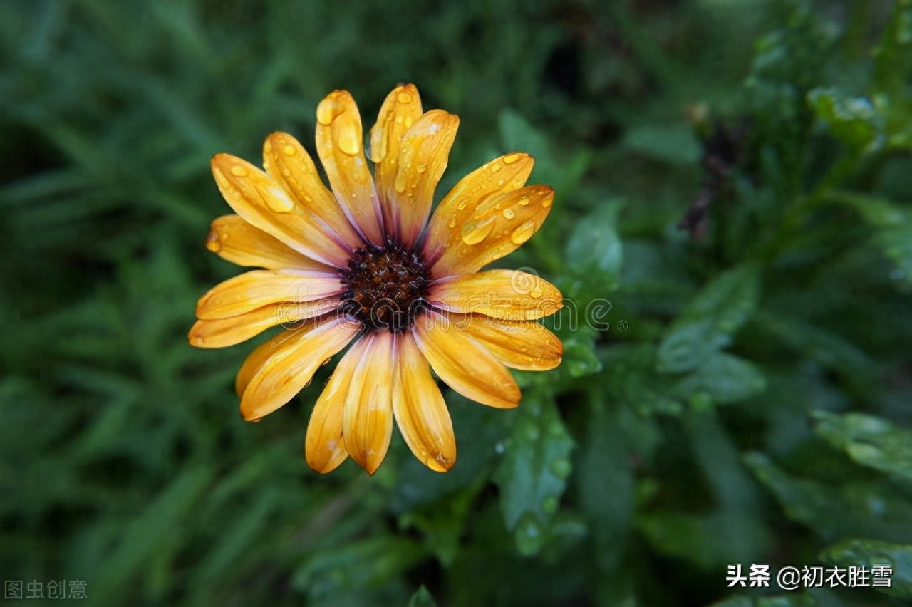 明丽乐观重阳节诗词四首（只疑春色到重阳，染却人间九日黄）