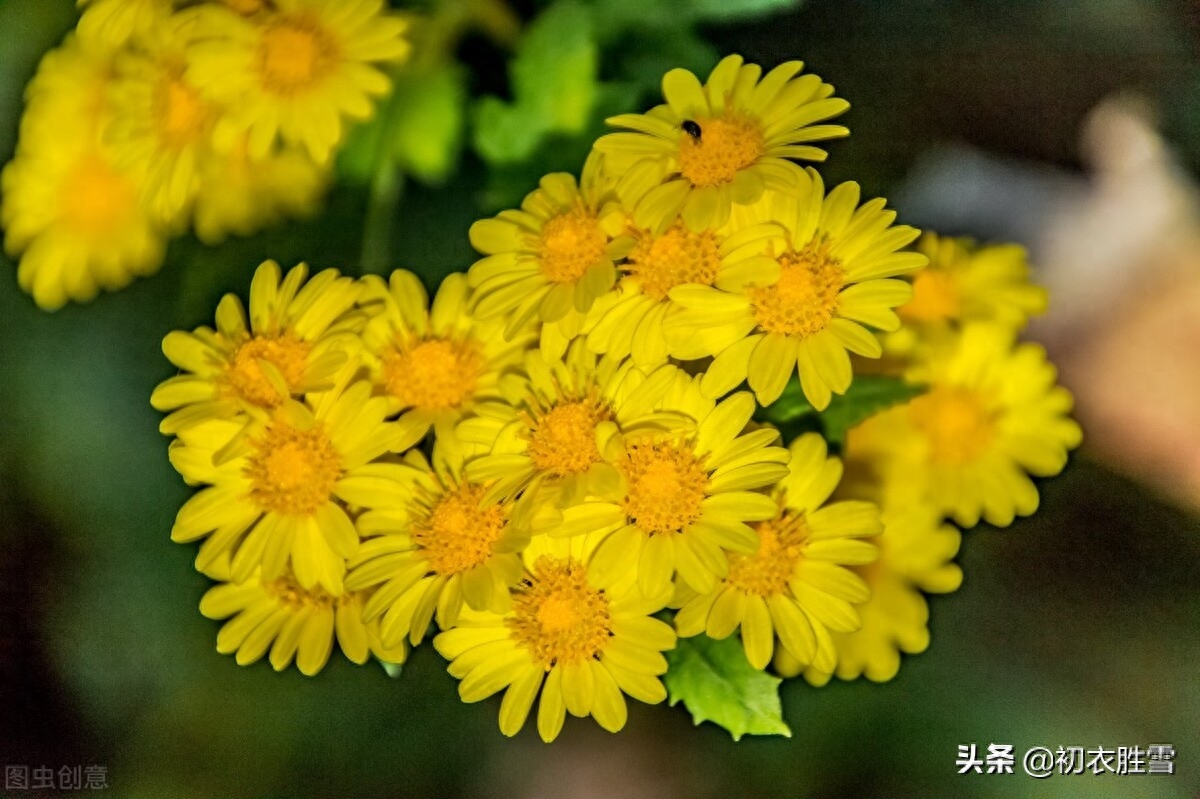 明丽乐观重阳节诗词四首（只疑春色到重阳，染却人间九日黄）