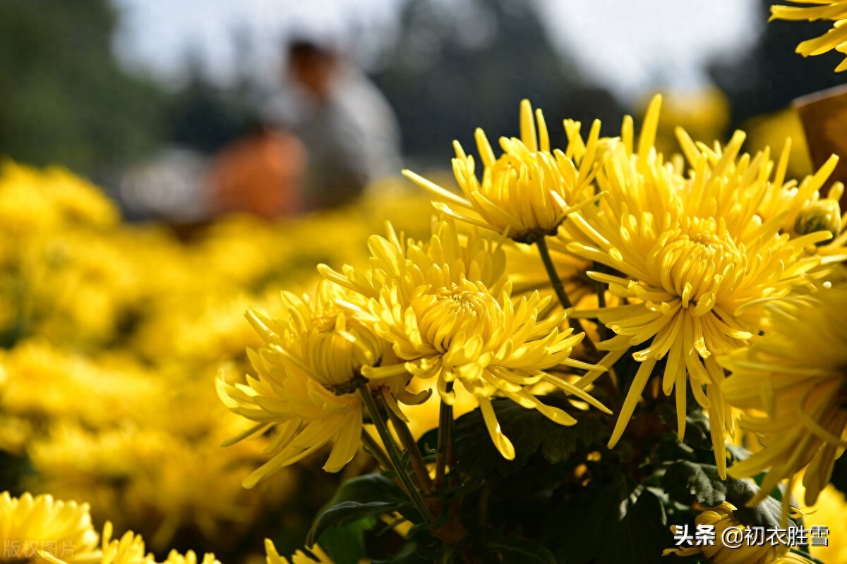 明丽乐观重阳节诗词四首（只疑春色到重阳，染却人间九日黄）