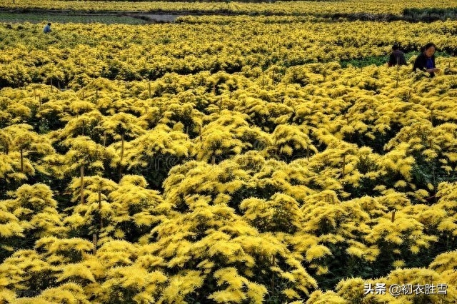 明丽乐观重阳节诗词四首（只疑春色到重阳，染却人间九日黄）