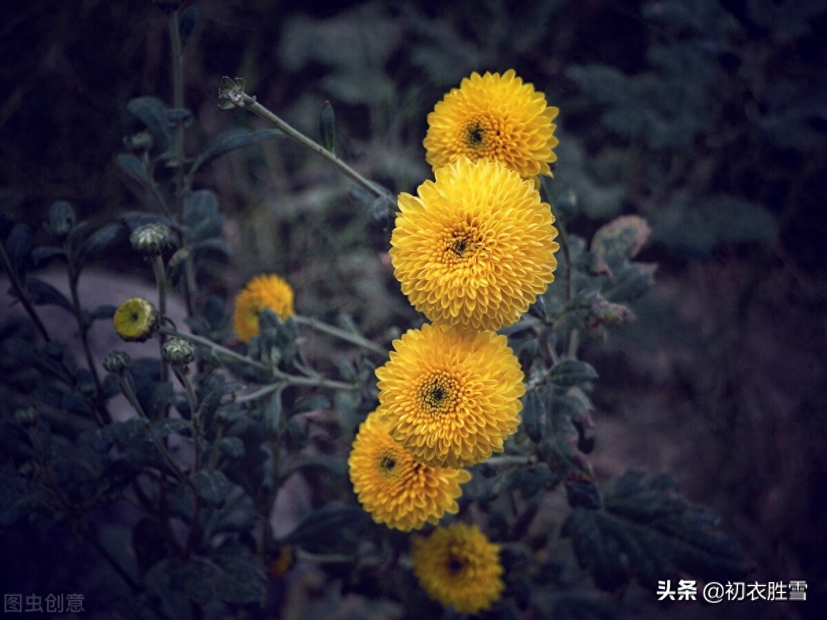 明丽乐观重阳节诗词四首（只疑春色到重阳，染却人间九日黄）