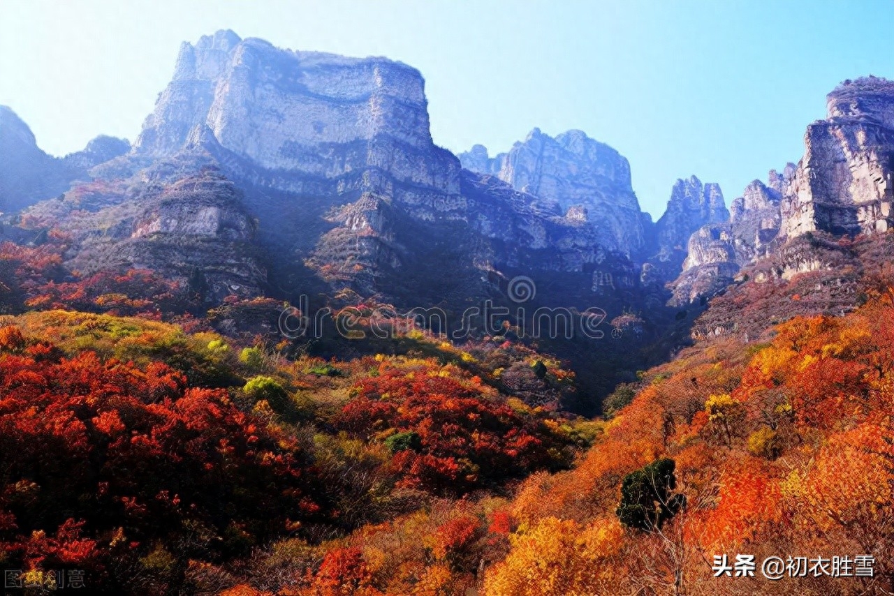 明快重阳节诗词四首（红叶黄花秋景宽，茱萸何处不相逢）