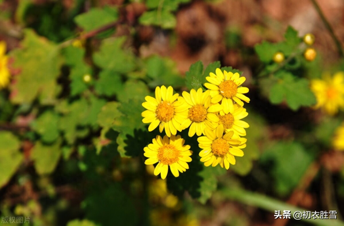 明快重阳节诗词四首（红叶黄花秋景宽，茱萸何处不相逢）