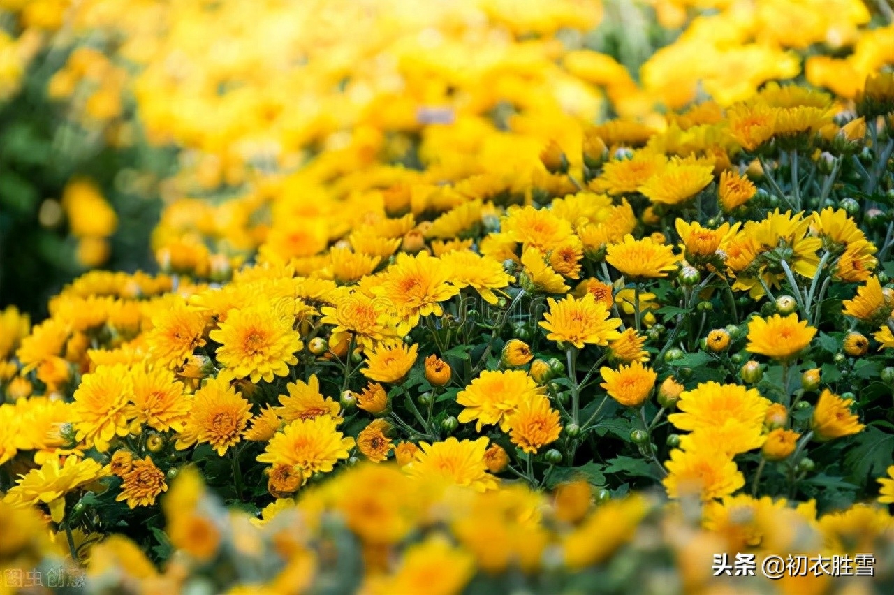 明快重阳节诗词四首（红叶黄花秋景宽，茱萸何处不相逢）