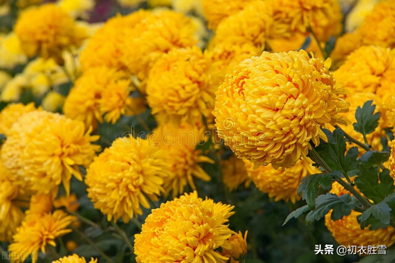 明快重阳节诗词四首（红叶黄花秋景宽，茱萸何处不相逢）