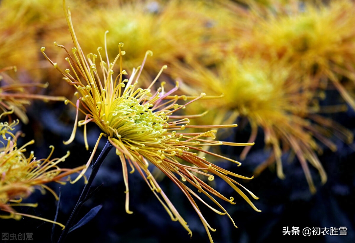 明快重阳节诗词四首（红叶黄花秋景宽，茱萸何处不相逢）