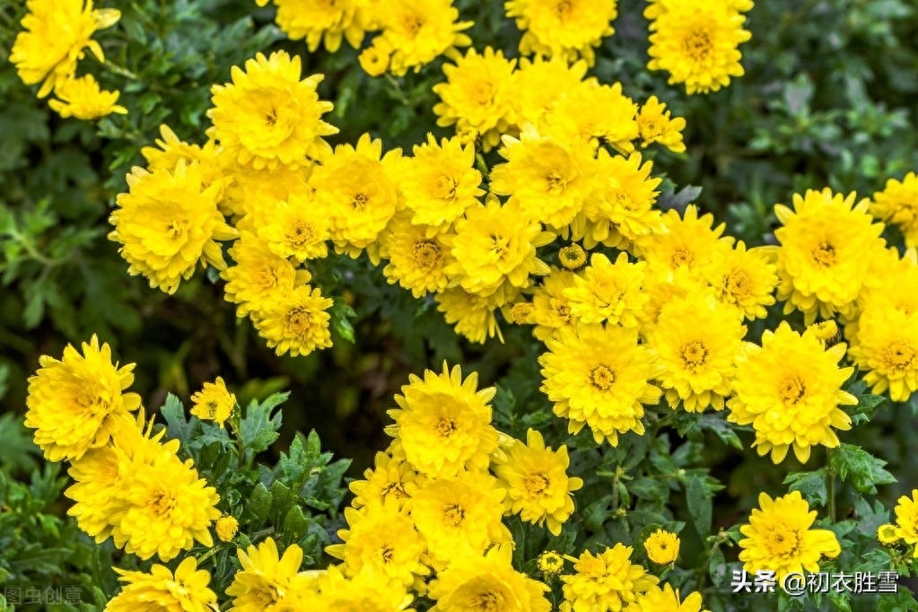 重阳节菊花美诗九首（九日重阳节，开门有菊花）