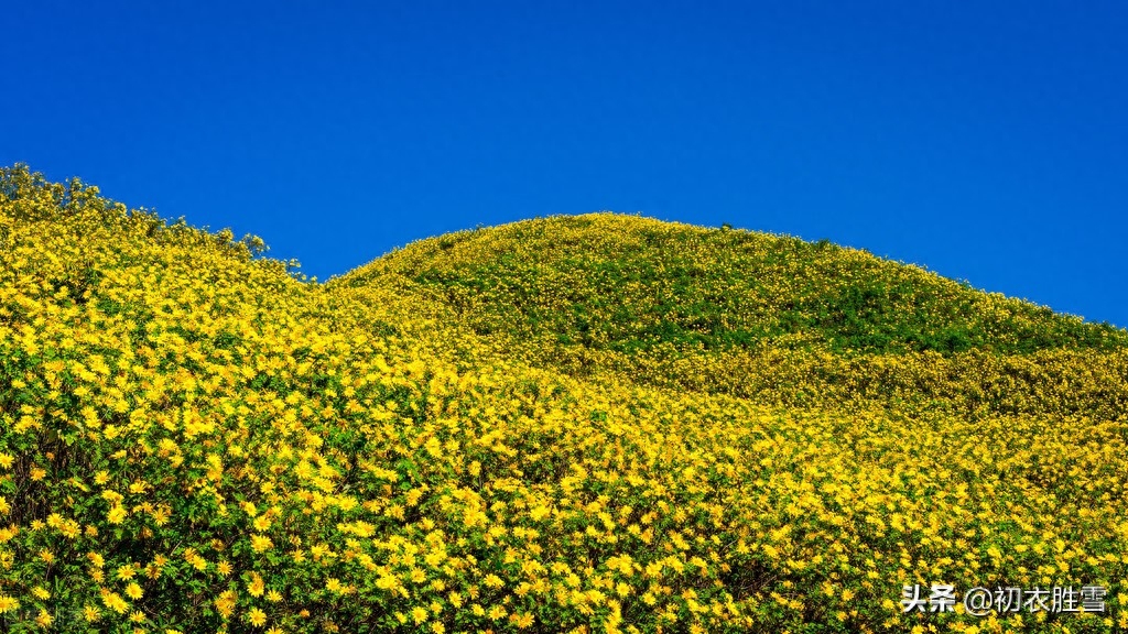 重阳节菊花美诗九首（九日重阳节，开门有菊花）