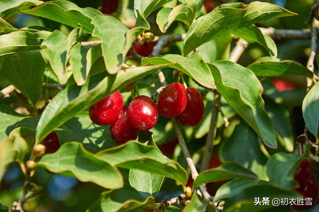 重阳节茱萸诗词八首（茱萸自有芳，更把茱萸仔细看）