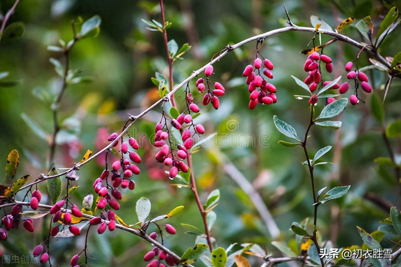 重阳节茱萸诗词八首（茱萸自有芳，更把茱萸仔细看）