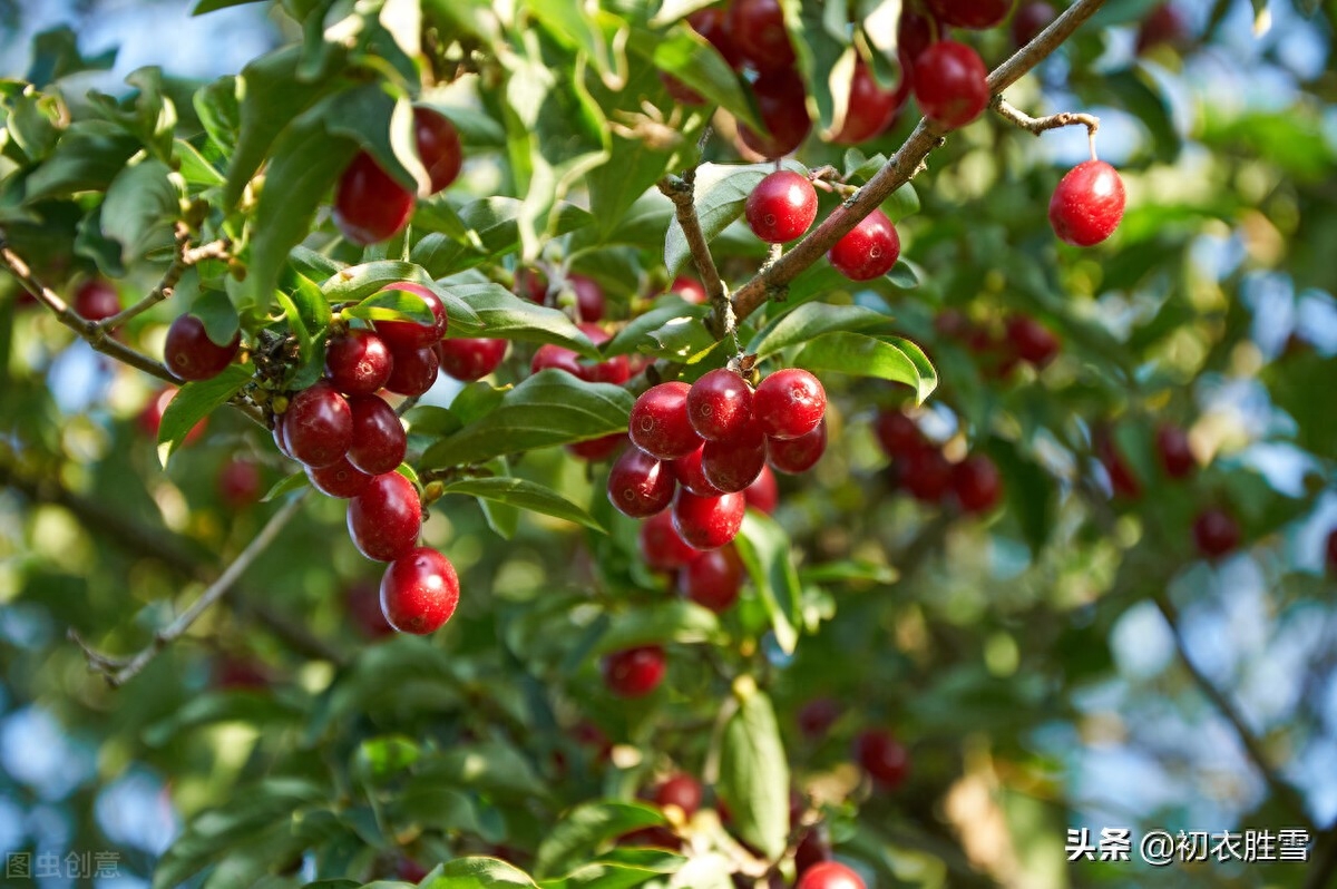 重阳节茱萸诗词八首（茱萸自有芳，更把茱萸仔细看）