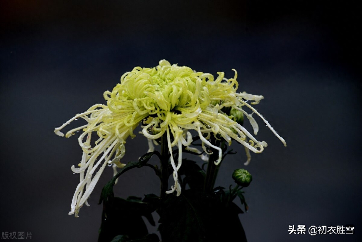 重阳节优美的诗句（满城风雨近重阳五首）